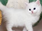 Hollywood - Siberian Kitten For Sale - Pembroke Pines&comma; FL&comma; US