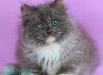 Dolores - Siberian Kitten For Sale - Pembroke Pines&comma; FL&comma; US