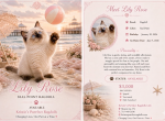 Lily - Ragdoll Kitten For Sale - 