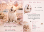 Lola - Ragdoll Kitten For Sale - 