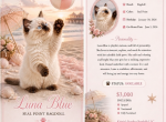 Luna - Ragdoll Kitten For Sale - 