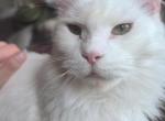 Darinka - Maine Coon Cat For Sale/Retired Breeding - Brooklyn&comma; NY&comma; US
