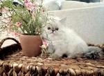 Lyra - Himalayan Kitten For Sale - 
