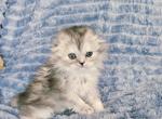 Muffin - Scottish Fold Kitten For Sale - New York&comma; NY&comma; US