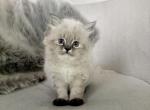 Toffee - Himalayan Kitten For Sale - 