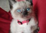 Freya's babies - Siamese Kitten For Sale - Merrill&comma; WI&comma; US