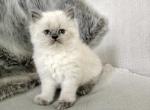 Echo - Himalayan Kitten For Sale - 