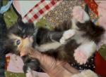 Tortie - Maine Coon Kitten For Sale - West Terre Haute&comma; IN&comma; US