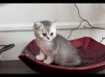 Yogi - British Shorthair Kitten For Sale - Johns Creek&comma; GA&comma; US