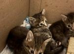 Novas Kittens - Domestic Kitten For Sale - 
