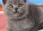 Oscar - British Shorthair Kitten For Sale - 