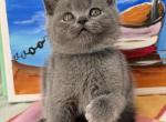 Oscar - British Shorthair Kitten For Sale - 
