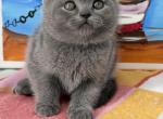 Oscar - British Shorthair Kitten For Sale - 