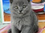 Oscar - British Shorthair Kitten For Sale - 