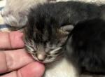 Poly Molasses of Dasha - Polydactyl Kitten For Sale - WI&comma; US