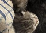 Honey of Dasha - Domestic Kitten For Sale - 