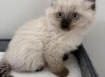 Himalayan female - Himalayan Kitten For Sale - Gurnee&comma; IL&comma; US