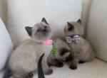 lily - Siamese Kitten For Sale - Barrington&comma; IL&comma; US