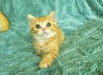 Nacho - British Shorthair Kitten For Sale - New York&comma; NY&comma; US