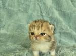 Binky - British Shorthair Kitten For Sale - New York&comma; NY&comma; US