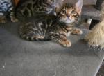 Sultan - Bengal Kitten For Sale - West Covina&comma; CA&comma; US