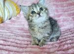 Leila - British Shorthair Kitten For Sale - New York&comma; NY&comma; US