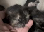 Poly Ginger of Dasha - Polydactyl Kitten For Sale - WI&comma; US
