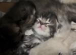 Poly Molasses of Dasha - Polydactyl Kitten For Sale - WI&comma; US