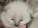 Lilac 'ragdoll' of Dasha - Ragdoll Kitten For Sale - WI&comma; US