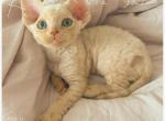koro - Devon Rex Kitten For Sale - Rosemead&comma; CA&comma; US