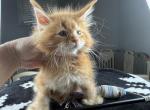 Dori - Maine Coon Kitten For Sale - Hollywood&comma; FL&comma; US