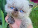 Miss Raven River Kitten - Persian Kitten For Sale - Portland&comma; OR&comma; US