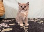 Belle - Ragdoll Kitten For Sale - Ozark&comma; MO&comma; US
