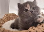 Star - Scottish Straight Kitten For Sale - 