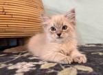 Luna - Ragdoll Kitten For Sale - 