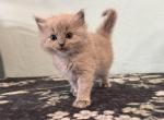 Faye - Ragdoll Kitten For Sale - Ozark&comma; MO&comma; US