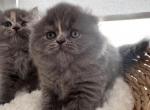 Comet - Scottish Fold Kitten For Sale - 