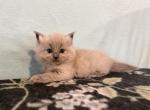 Nova - Ragdoll Kitten For Sale - 