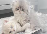 Luxury Kitty Love - British Shorthair Kitten For Sale - 