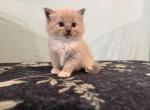 Arlo - Ragdoll Kitten For Sale - Ozark&comma; MO&comma; US