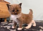 Kai - Ragdoll Kitten For Sale - Ozark&comma; MO&comma; US