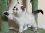 Samurai - Himalayan Kitten For Sale - Brooklyn&comma; NY&comma; US