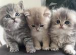 Kitty love - British Shorthair Kitten For Sale - 