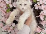 Goliath - Maine Coon Kitten For Sale - Huntley&comma; IL&comma; US