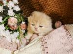 PO11 Red Cream Male - Persian Kitten For Sale - Lacey&comma; WA&comma; US