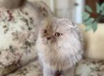 Dandy - Scottish Fold Kitten For Sale - 