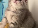 Mamba - Scottish Straight Kitten For Sale - Brooklyn&comma; NY&comma; US