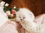 PO13 Tortie Point Doll Face - Himalayan Kitten For Sale - Lacey&comma; WA&comma; US