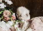 PO12 Tortie Point Female - Himalayan Kitten For Sale - Lacey&comma; WA&comma; US