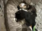 Stray litter - American Shorthair Kitten For Adoption - Mesa&comma; AZ&comma; US